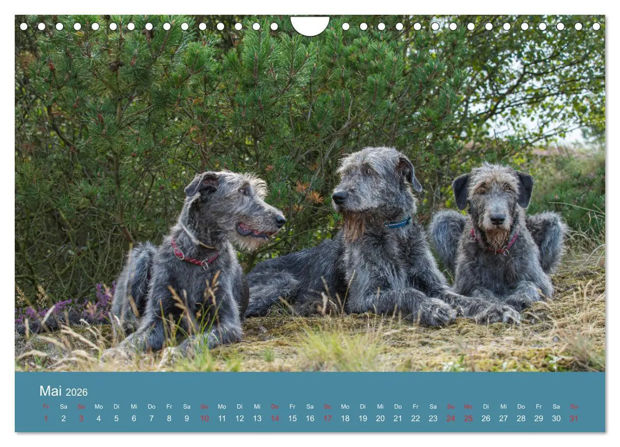Bild: 9783457891629 | Irische Wolfshunde (Wandkalender 2026 DIN A4 quer), CALVENDO...