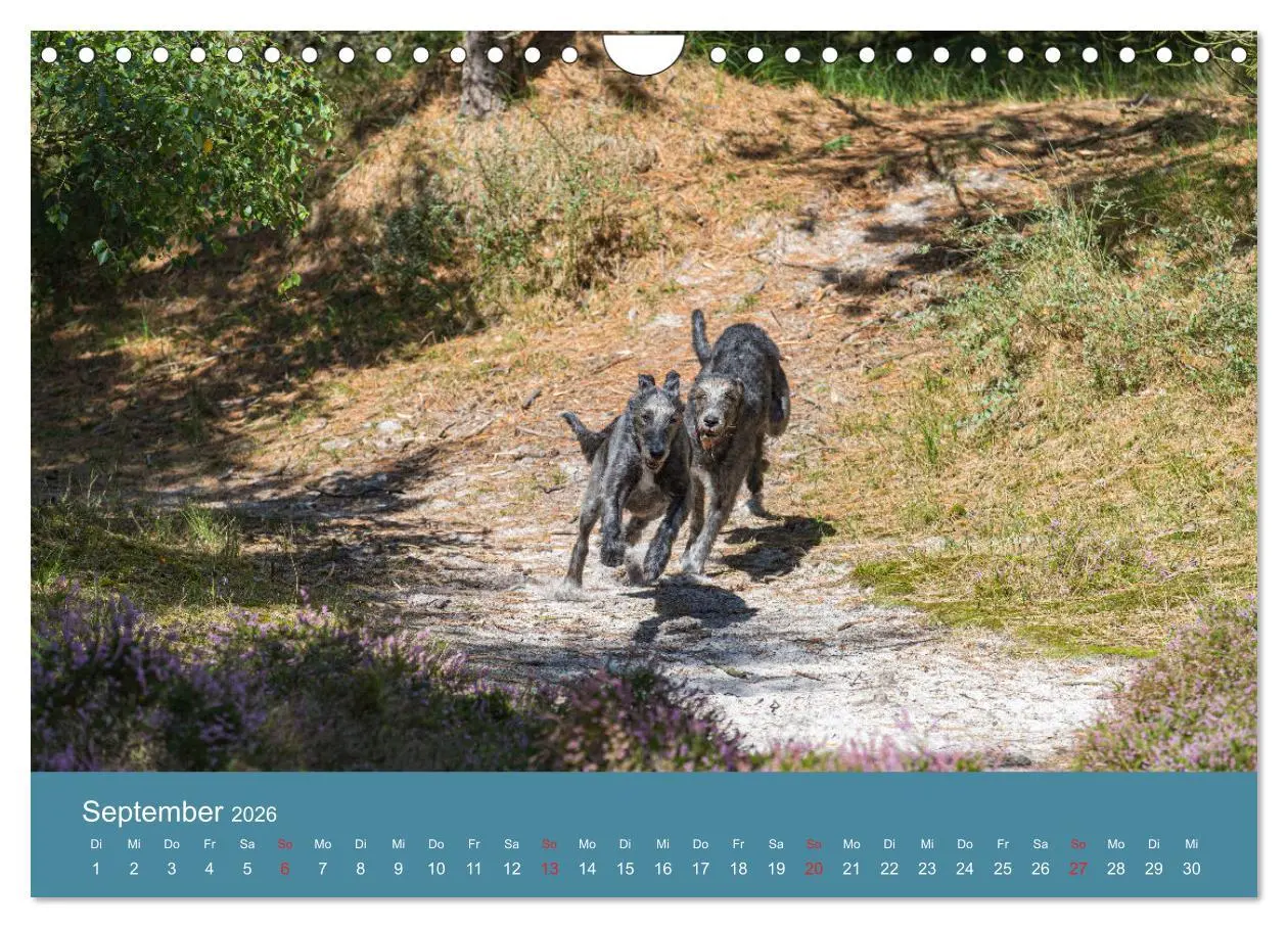 Bild: 9783457891629 | Irische Wolfshunde (Wandkalender 2026 DIN A4 quer), CALVENDO...
