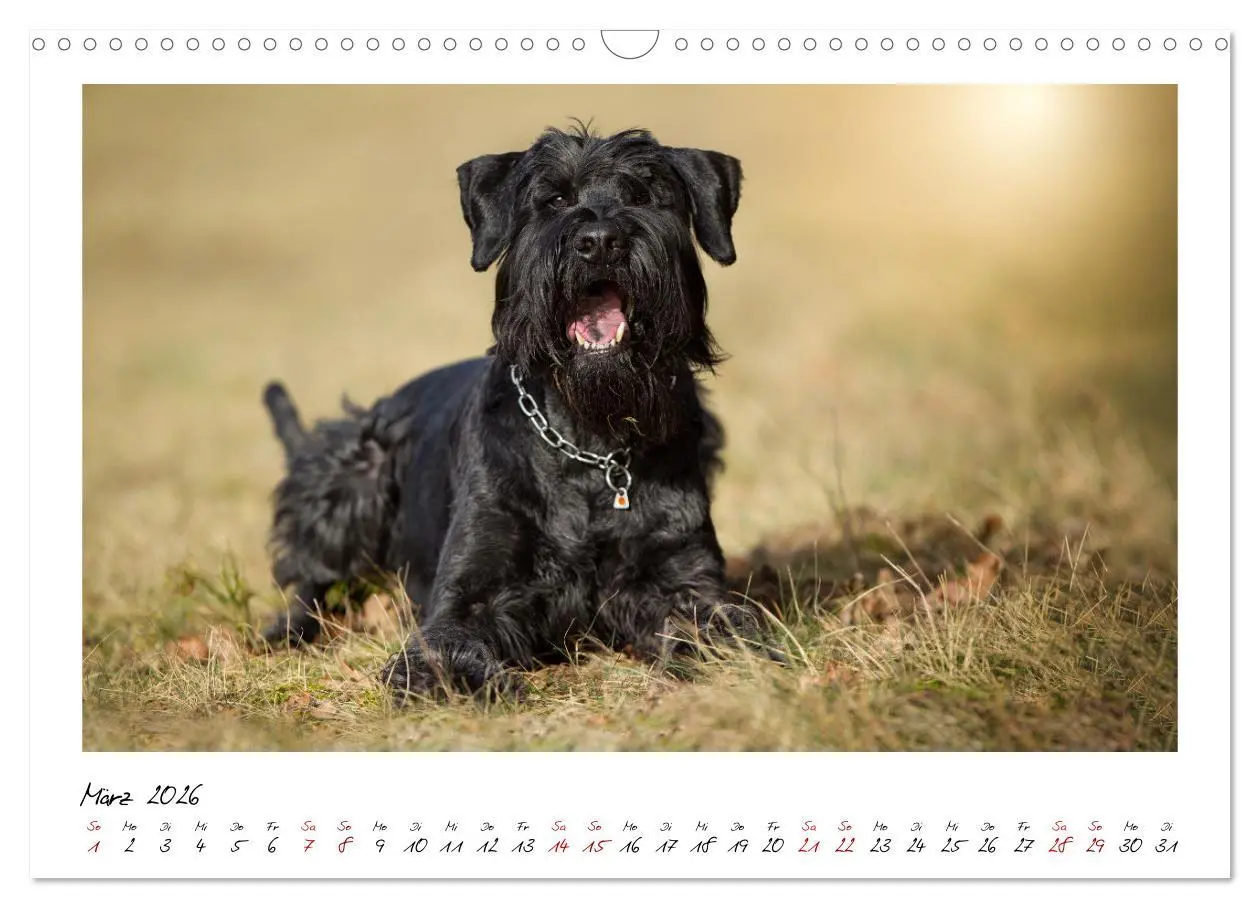 Bild: 9783457401729 | Mit dem Riesenschnauzer durch das Jahr (Wandkalender 2026 DIN A3...