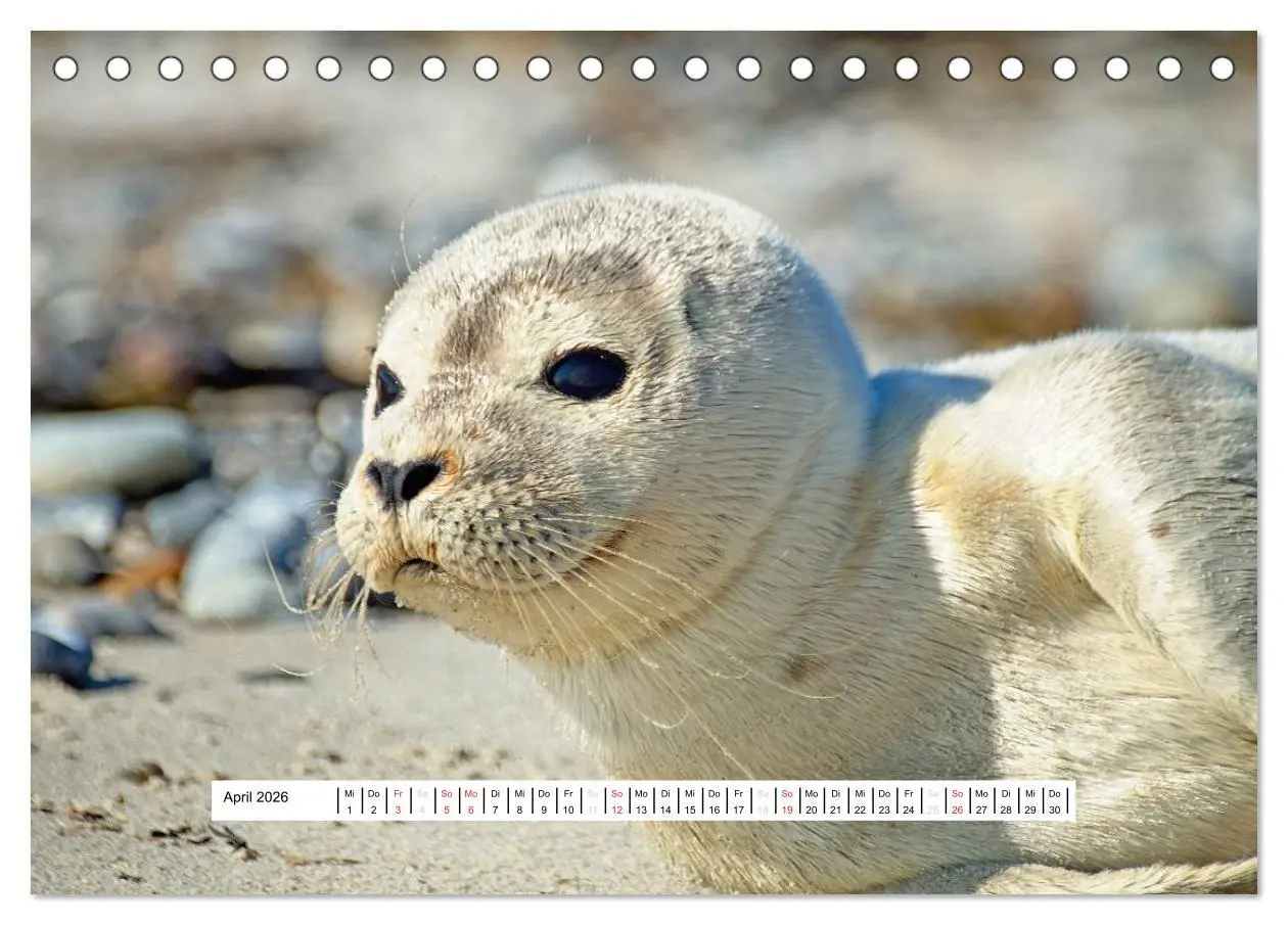 Bild: 9783457951729 | Hochsee-Insel Helgoland (Tischkalender 2026 DIN A5 quer), CALVENDO...