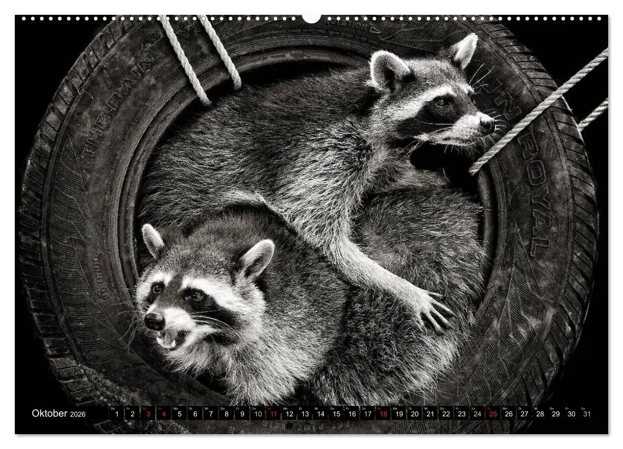 Bild: 9783516041729 | Waschbären - Maskierte Gauner (hochwertiger Premium Wandkalender...