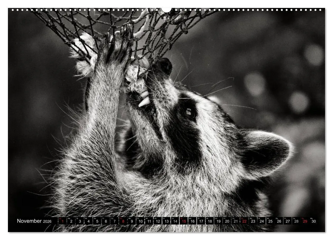 Bild: 9783516041729 | Waschbären - Maskierte Gauner (hochwertiger Premium Wandkalender...