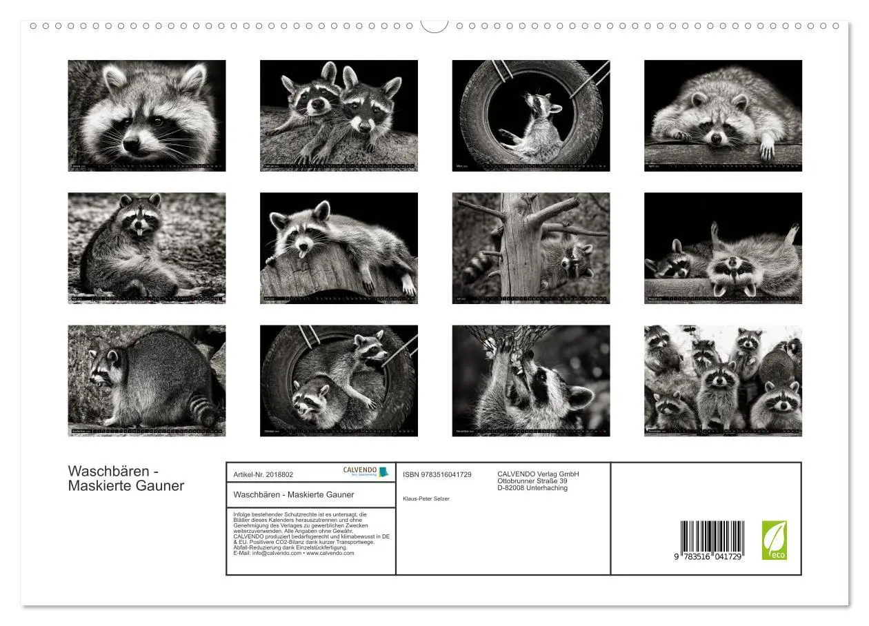 Bild: 9783516041729 | Waschbären - Maskierte Gauner (hochwertiger Premium Wandkalender...