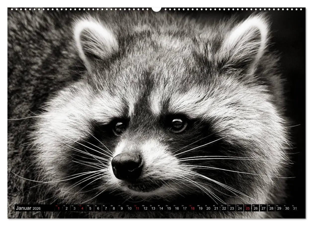 Bild: 9783516041729 | Waschbären - Maskierte Gauner (hochwertiger Premium Wandkalender...