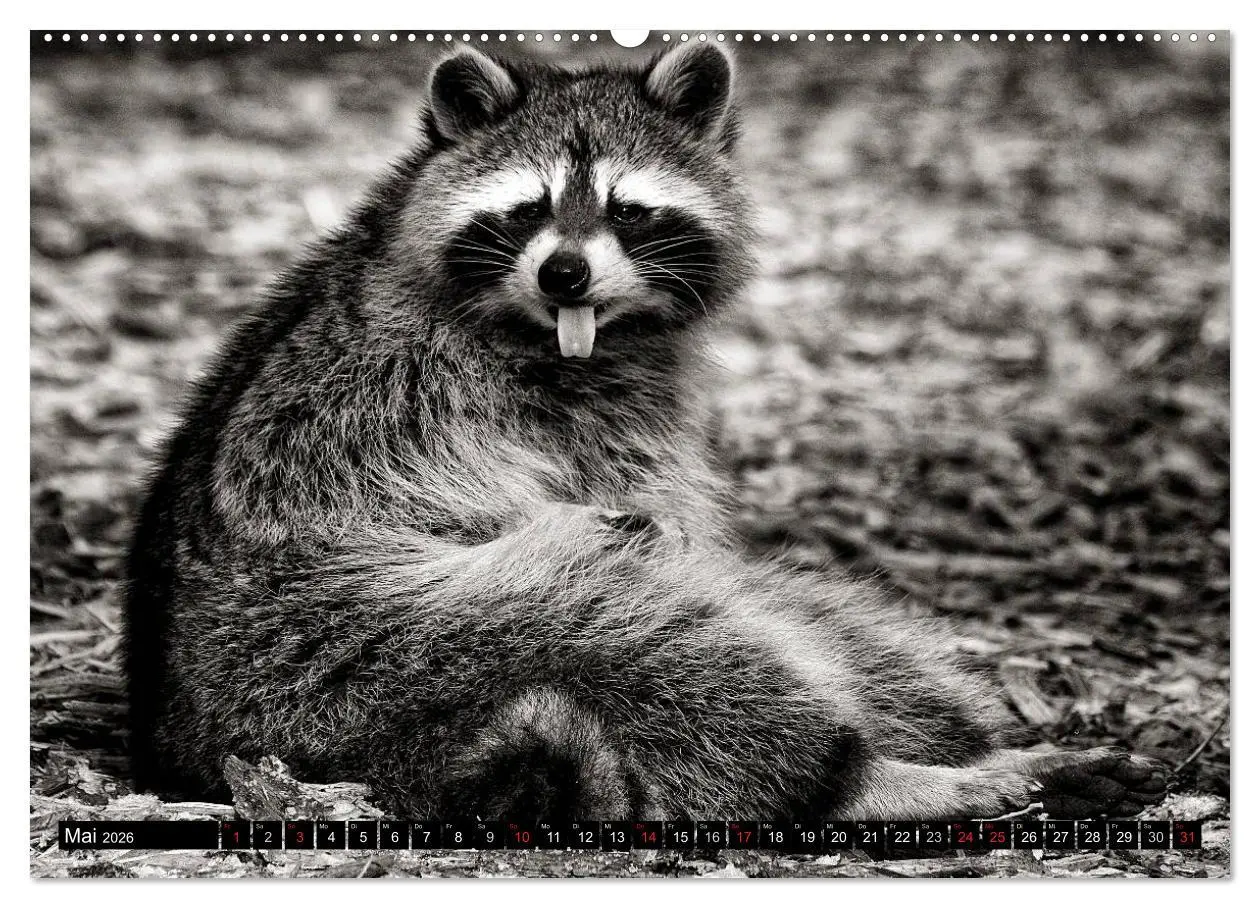 Bild: 9783516041729 | Waschbären - Maskierte Gauner (hochwertiger Premium Wandkalender...