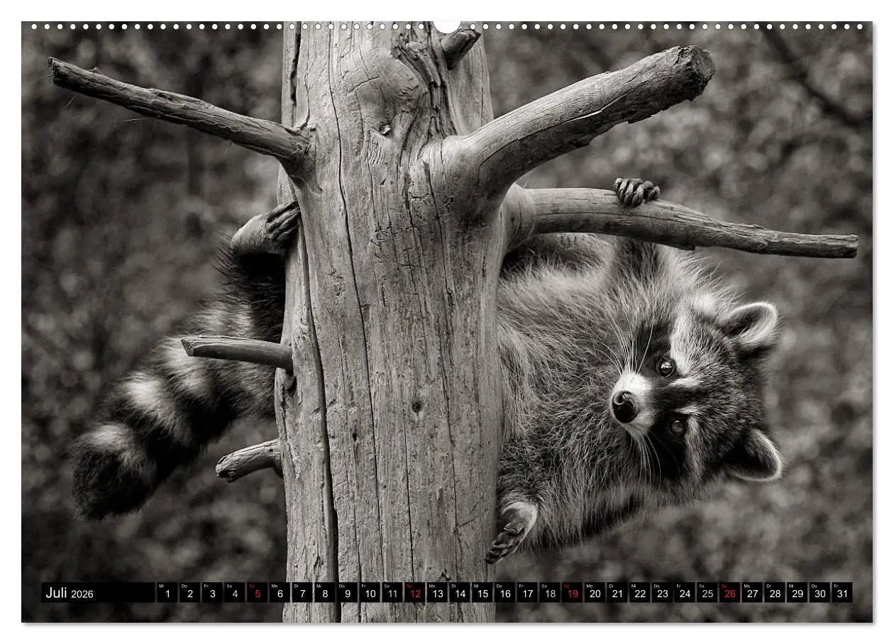 Bild: 9783516041729 | Waschbären - Maskierte Gauner (hochwertiger Premium Wandkalender...