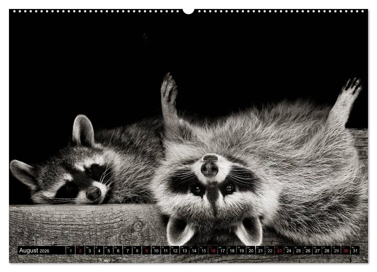 Bild: 9783516041729 | Waschbären - Maskierte Gauner (hochwertiger Premium Wandkalender...