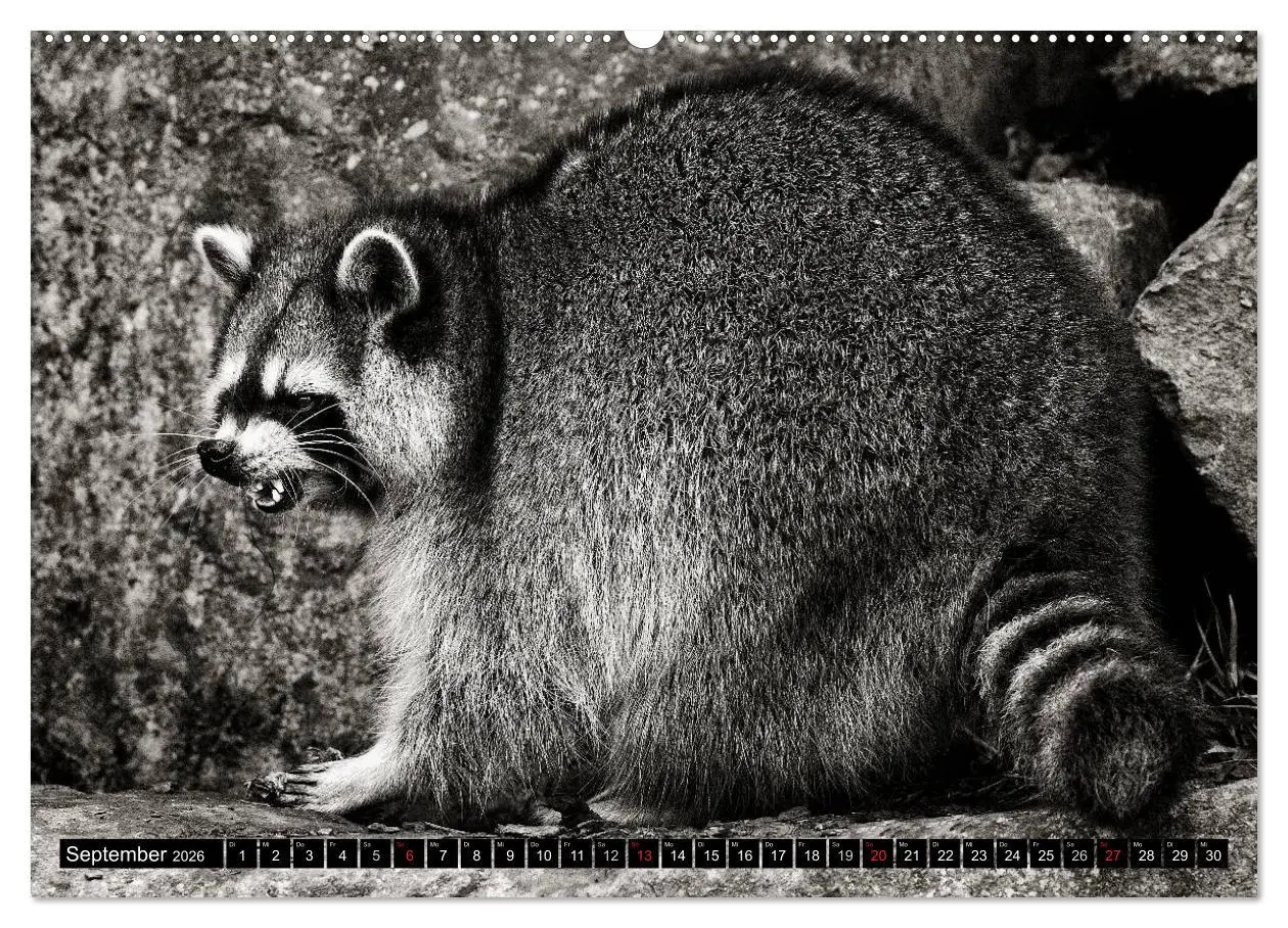 Bild: 9783516041729 | Waschbären - Maskierte Gauner (hochwertiger Premium Wandkalender...