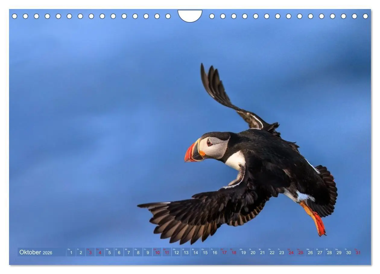 Bild: 9783516661729 | Puffins - Papageientaucher auf Island (Wandkalender 2026 DIN A4...