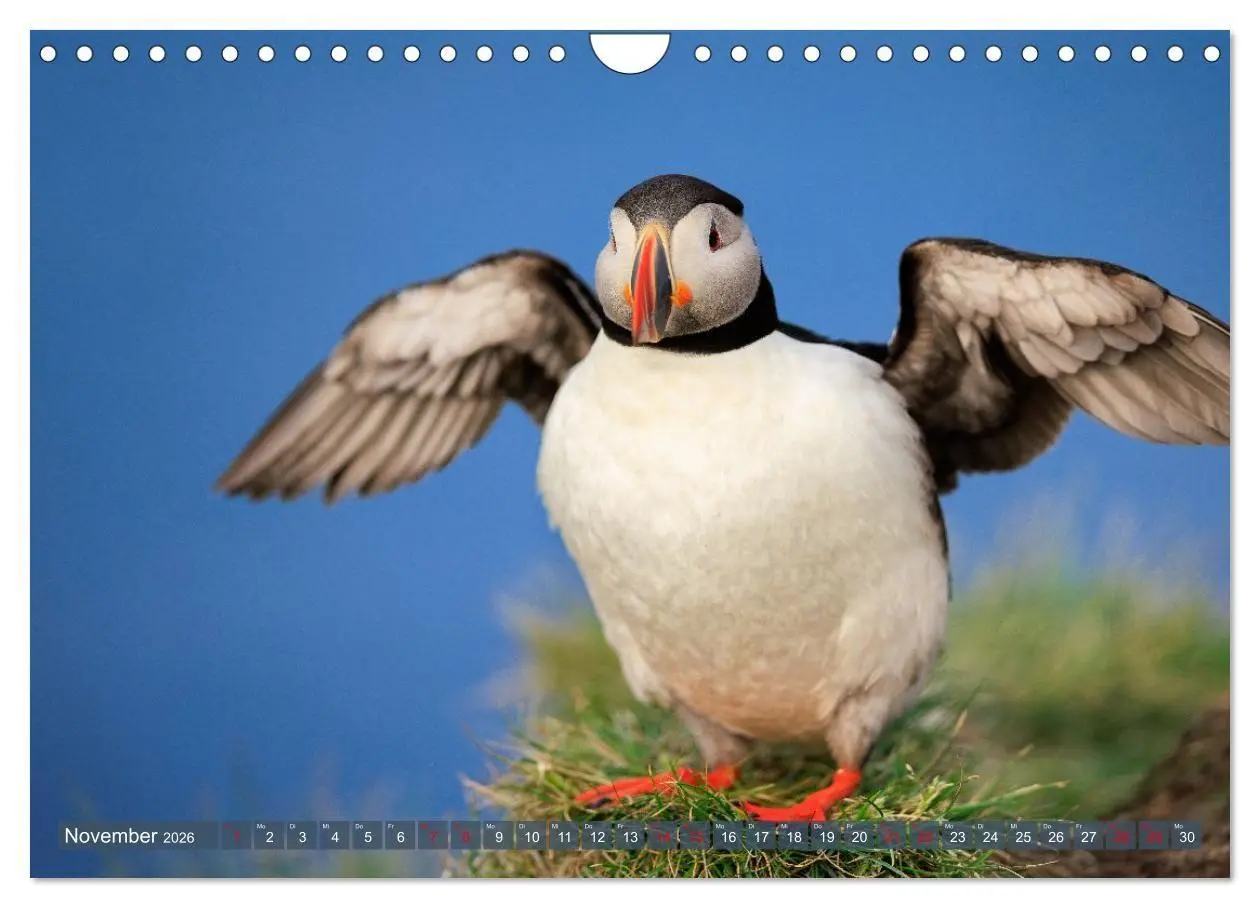 Bild: 9783516661729 | Puffins - Papageientaucher auf Island (Wandkalender 2026 DIN A4...