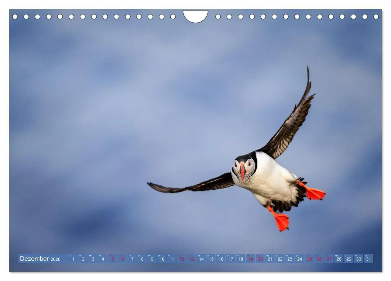 Bild: 9783516661729 | Puffins - Papageientaucher auf Island (Wandkalender 2026 DIN A4...