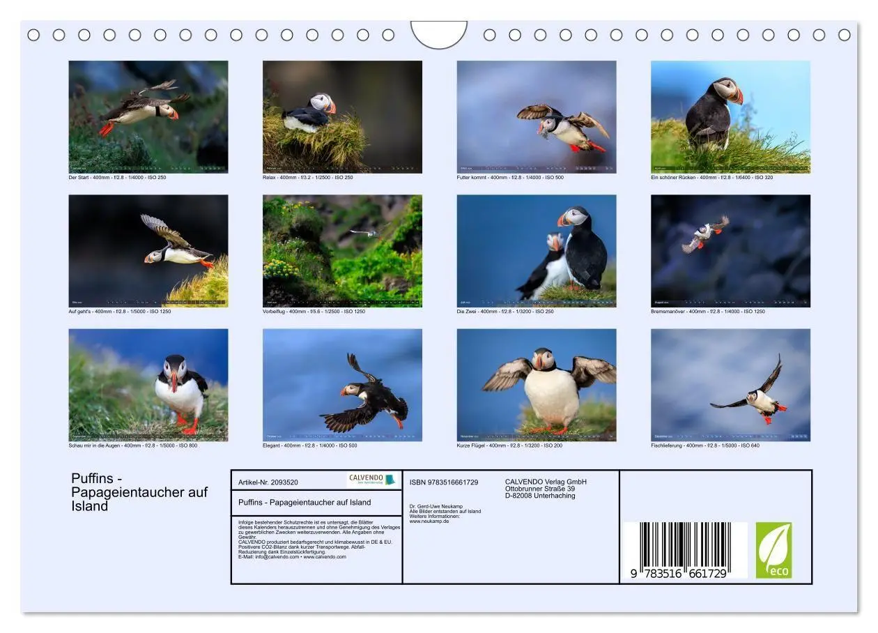 Bild: 9783516661729 | Puffins - Papageientaucher auf Island (Wandkalender 2026 DIN A4...