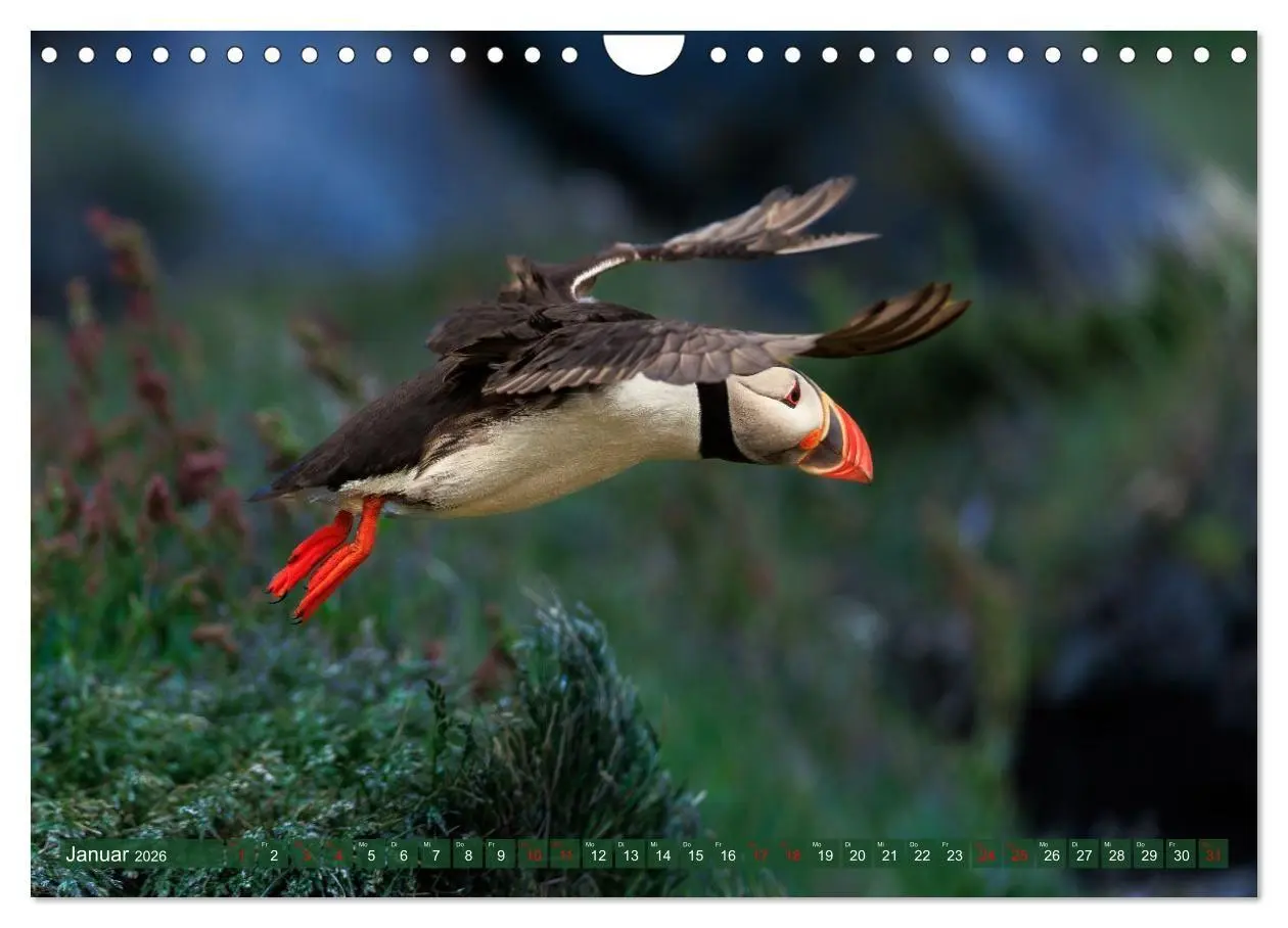 Bild: 9783516661729 | Puffins - Papageientaucher auf Island (Wandkalender 2026 DIN A4...