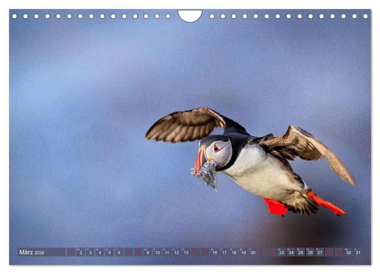Bild: 9783516661729 | Puffins - Papageientaucher auf Island (Wandkalender 2026 DIN A4...