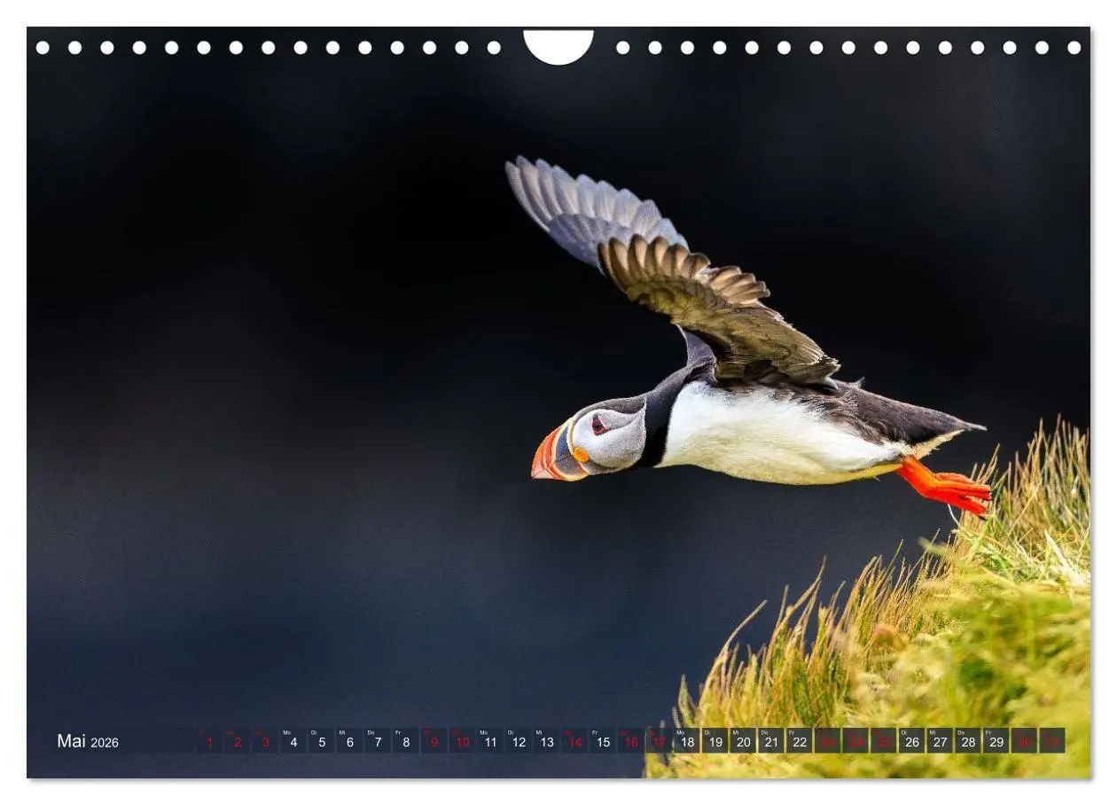 Bild: 9783516661729 | Puffins - Papageientaucher auf Island (Wandkalender 2026 DIN A4...