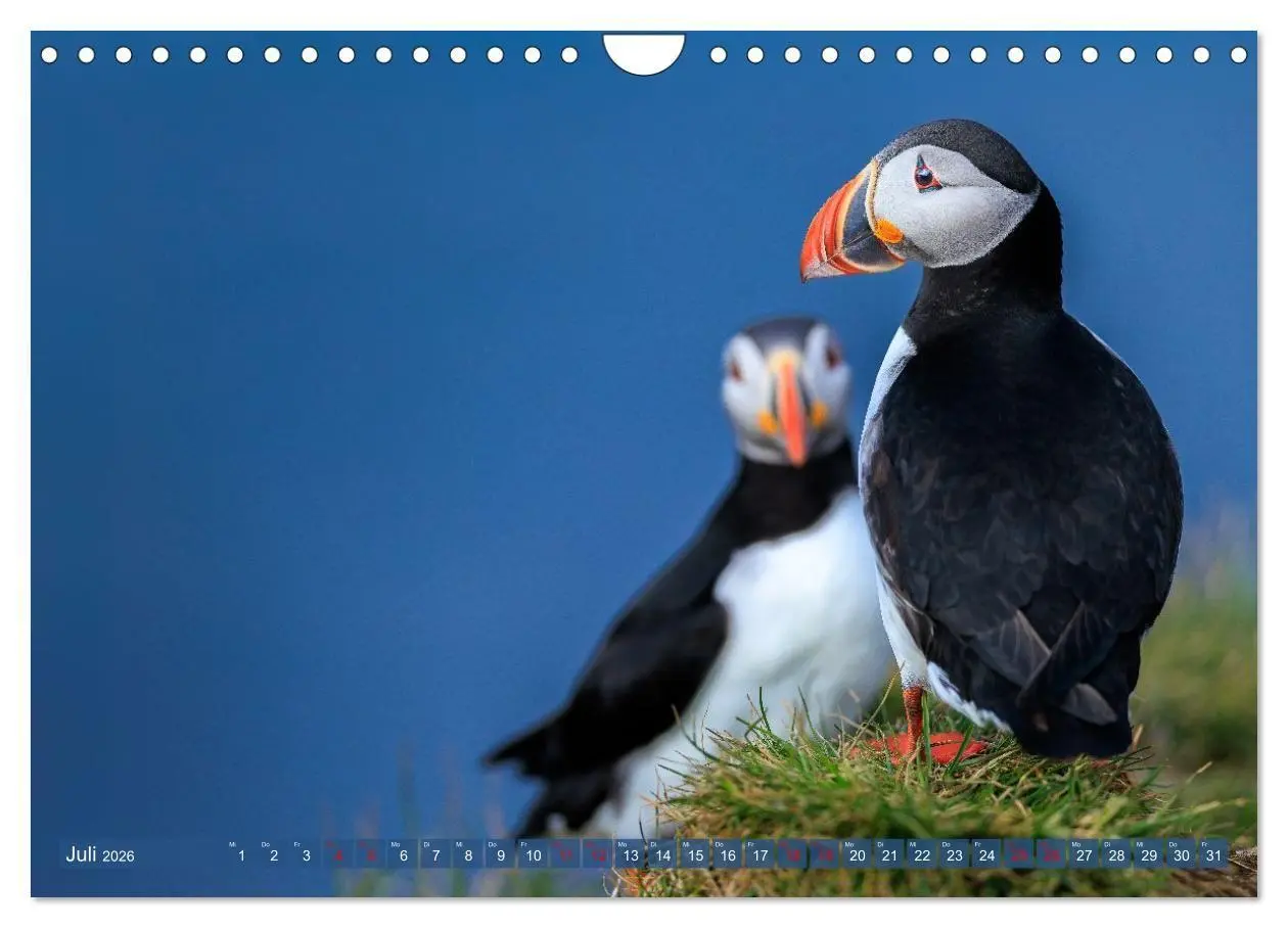 Bild: 9783516661729 | Puffins - Papageientaucher auf Island (Wandkalender 2026 DIN A4...