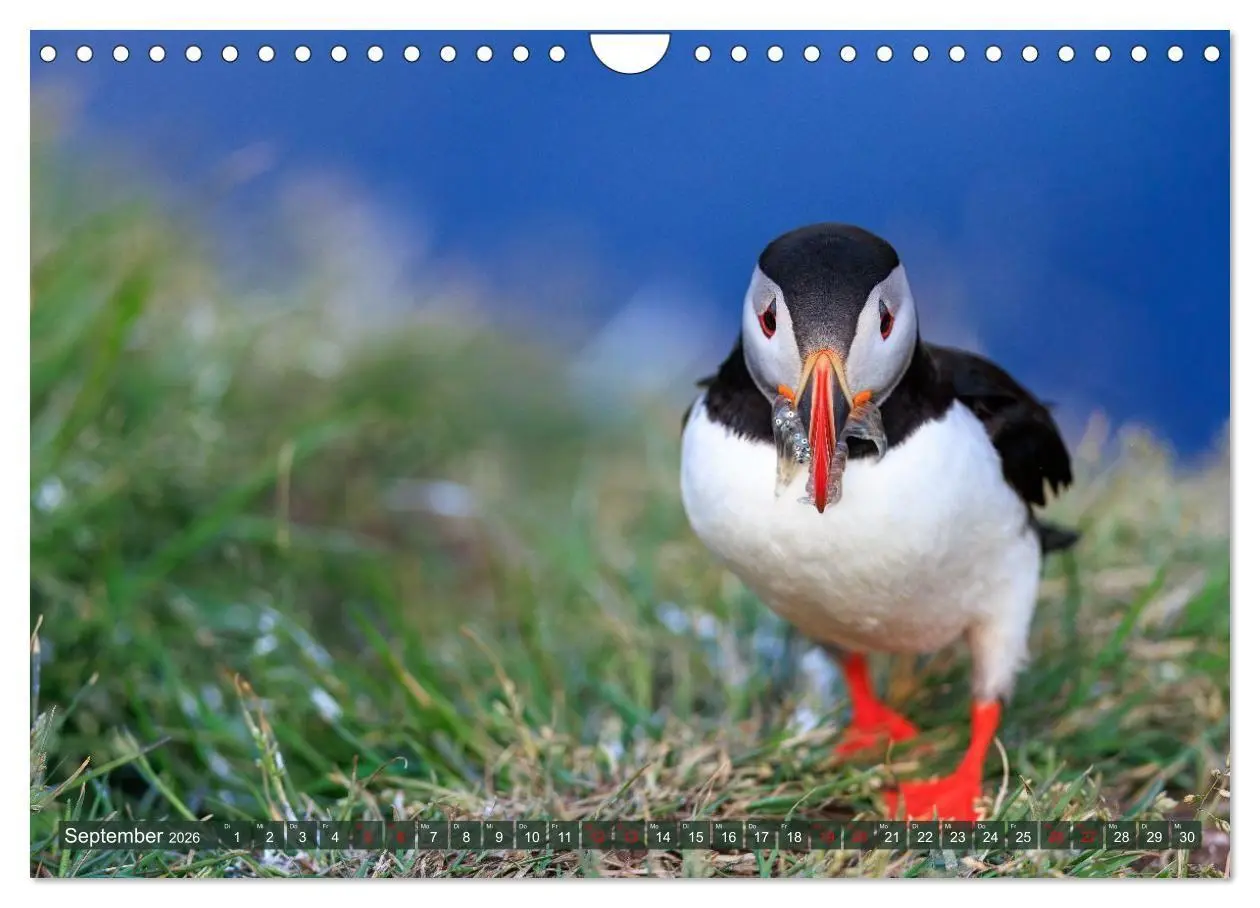 Bild: 9783516661729 | Puffins - Papageientaucher auf Island (Wandkalender 2026 DIN A4...