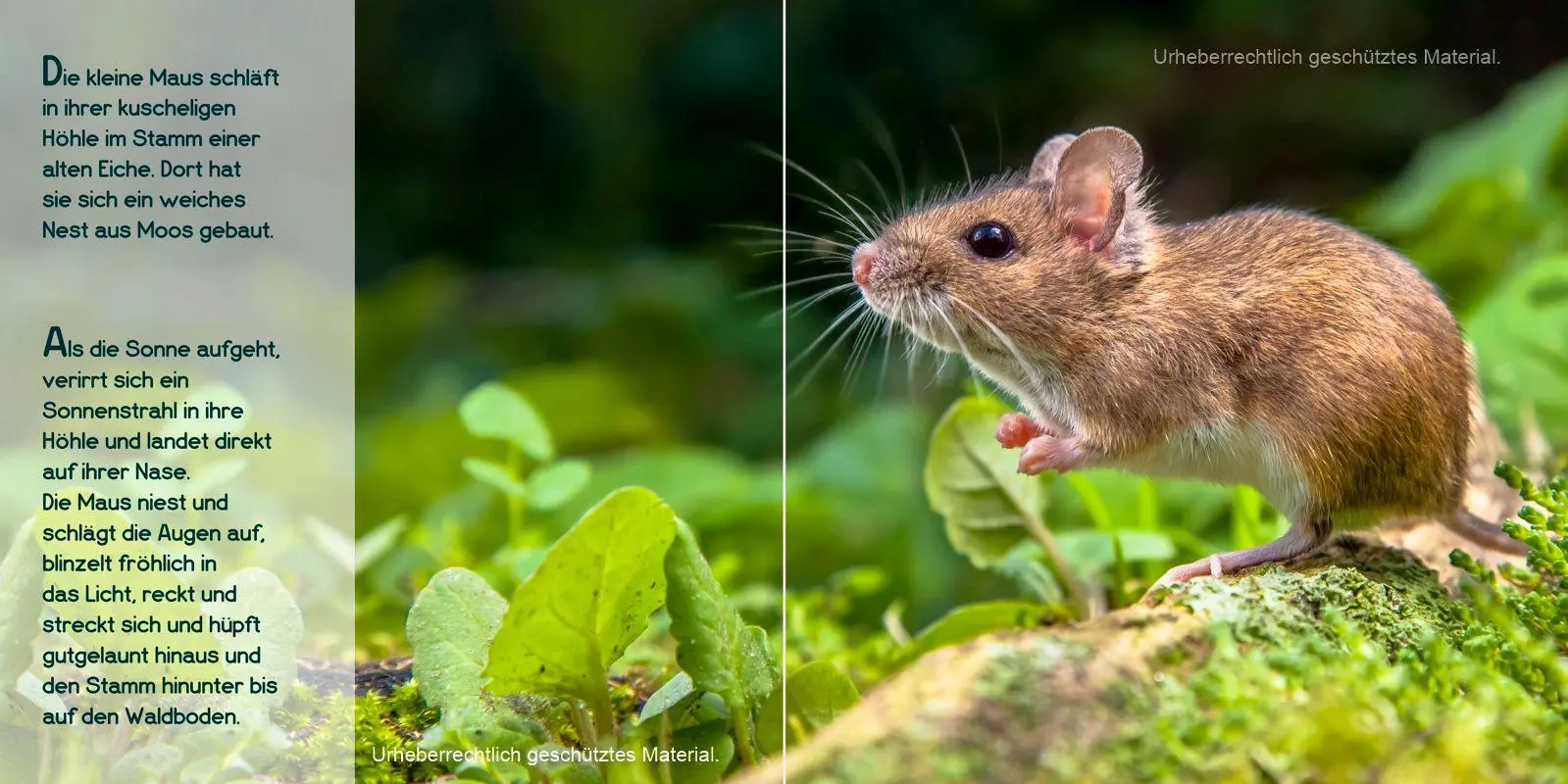 Bild: 9783982341729 | Guten Morgen, kleine Maus! | Eine Geschichte zum Fröhlichsein | Buch