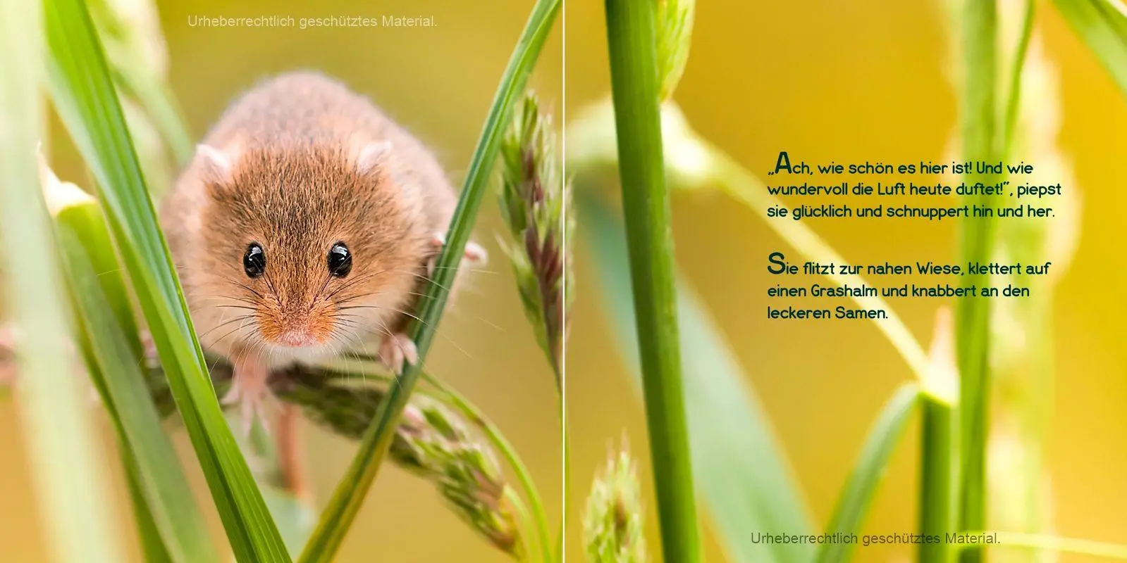 Bild: 9783982341729 | Guten Morgen, kleine Maus! | Eine Geschichte zum Fröhlichsein | Buch