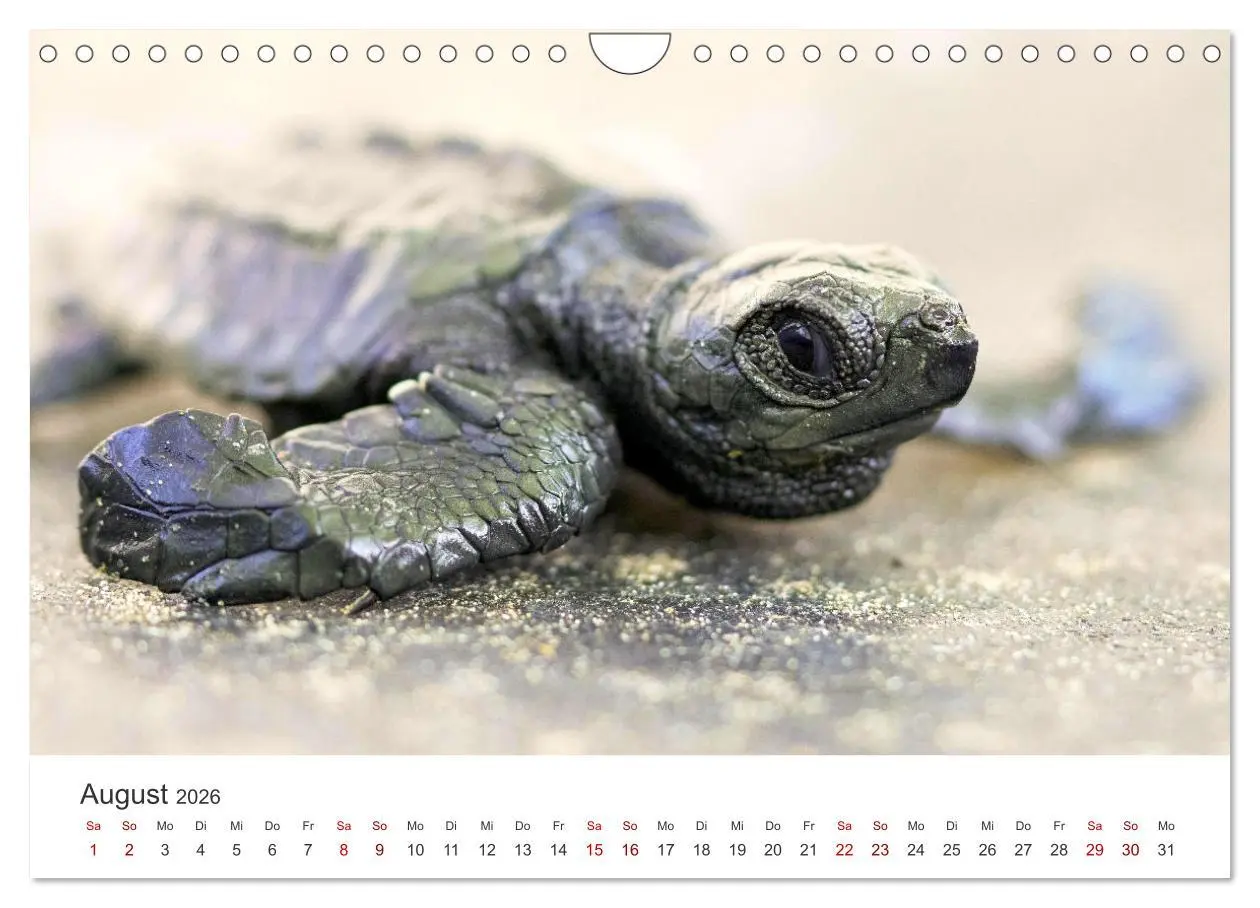 Bild: 9783457561829 | Nicaragua - Impressionen von Land und Tierwelt. (Wandkalender 2026...