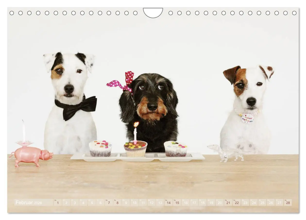 Bild: 9783457871829 | Die Dackel daggeln.... (Wandkalender 2026 DIN A4 quer), CALVENDO...
