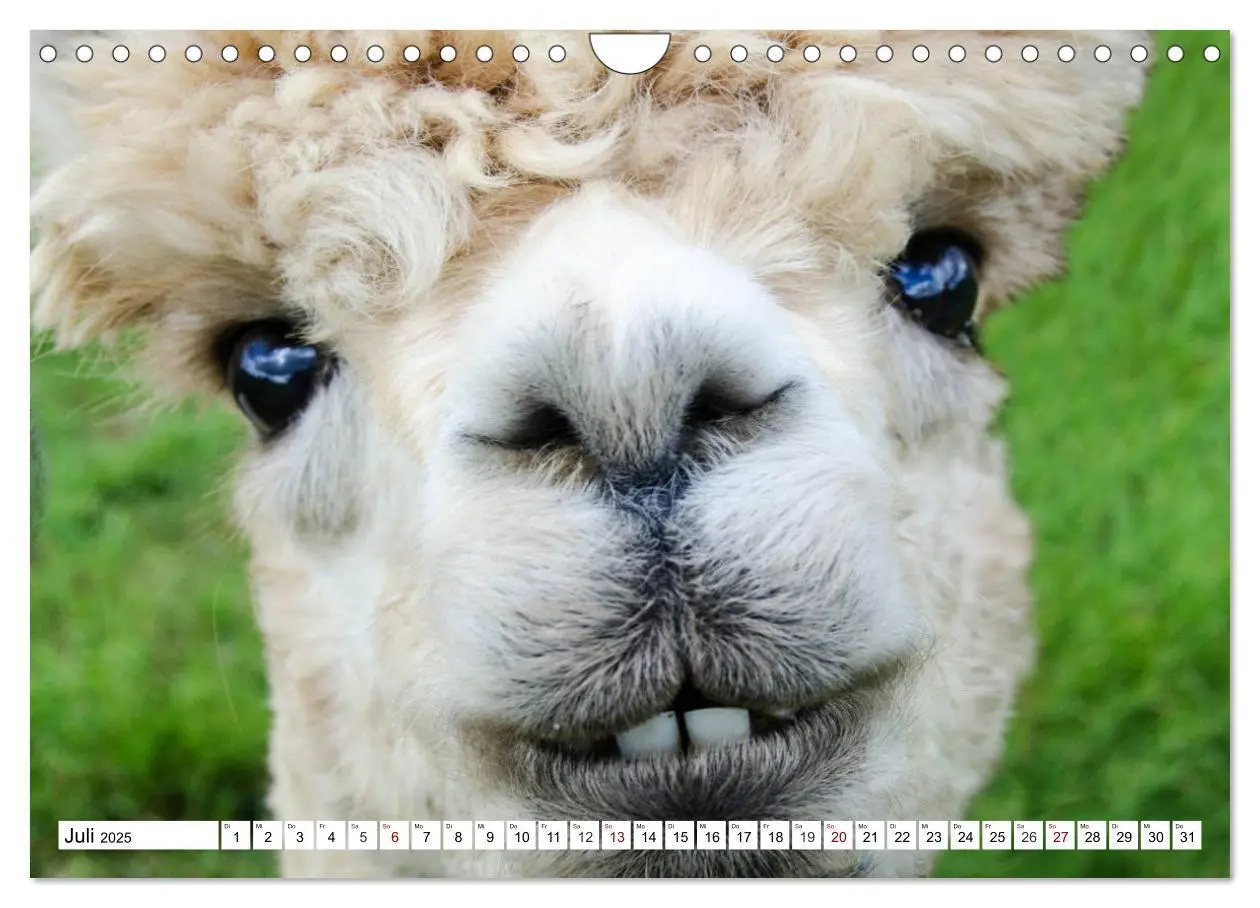 Bild: 9783435422029 | Lustige Tier-Selfies. Tierische Selbstportraits (Wandkalender 2025...