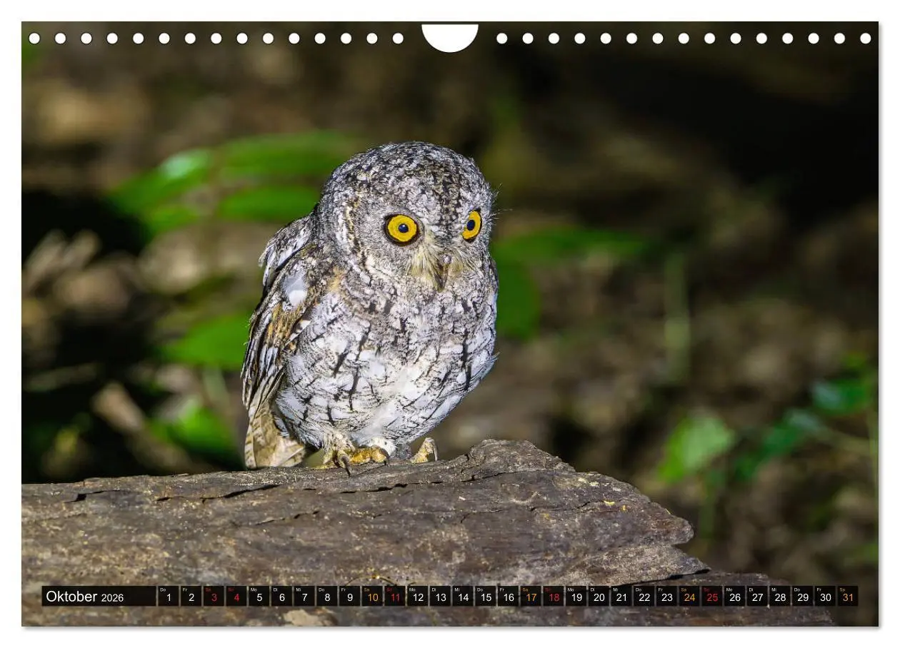 Bild: 9783457682029 | THAILANDS RAUBVÖGEL Exotische Greifvögel und Eulen (Wandkalender...