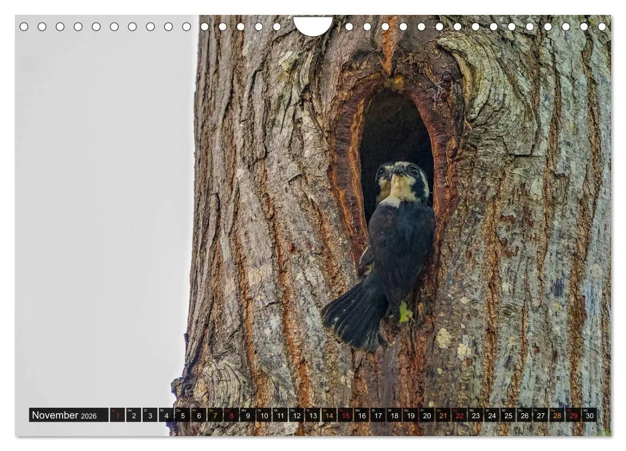 Bild: 9783457682029 | THAILANDS RAUBVÖGEL Exotische Greifvögel und Eulen (Wandkalender...