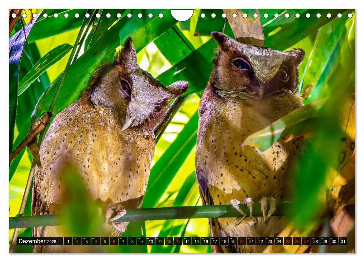 Bild: 9783457682029 | THAILANDS RAUBVÖGEL Exotische Greifvögel und Eulen (Wandkalender...