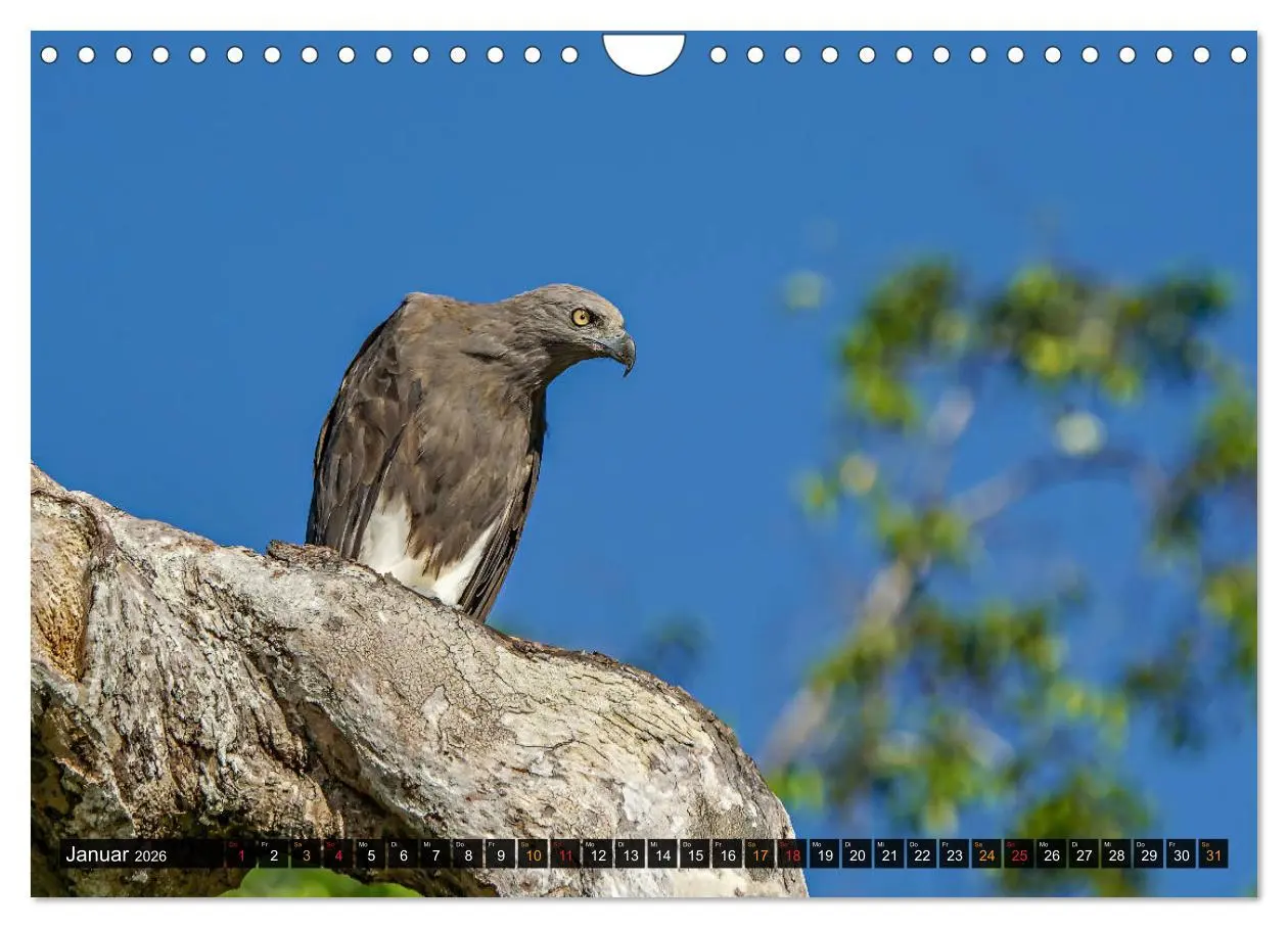 Bild: 9783457682029 | THAILANDS RAUBVÖGEL Exotische Greifvögel und Eulen (Wandkalender...