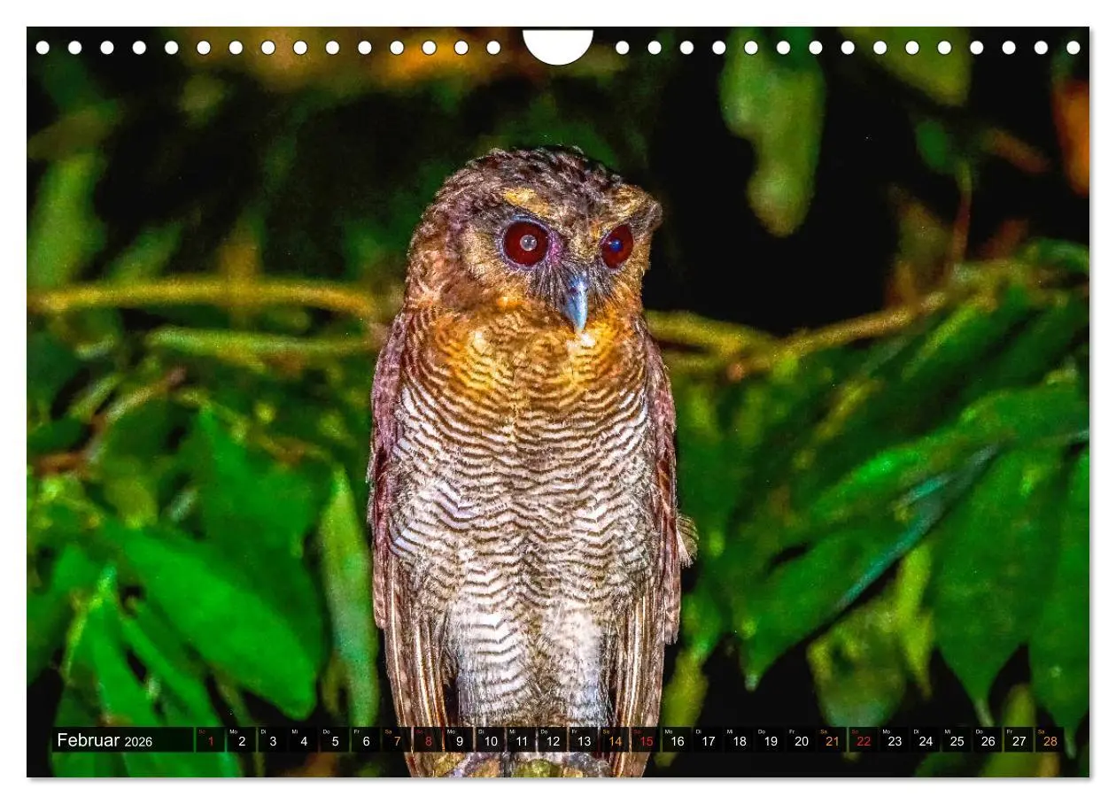Bild: 9783457682029 | THAILANDS RAUBVÖGEL Exotische Greifvögel und Eulen (Wandkalender...