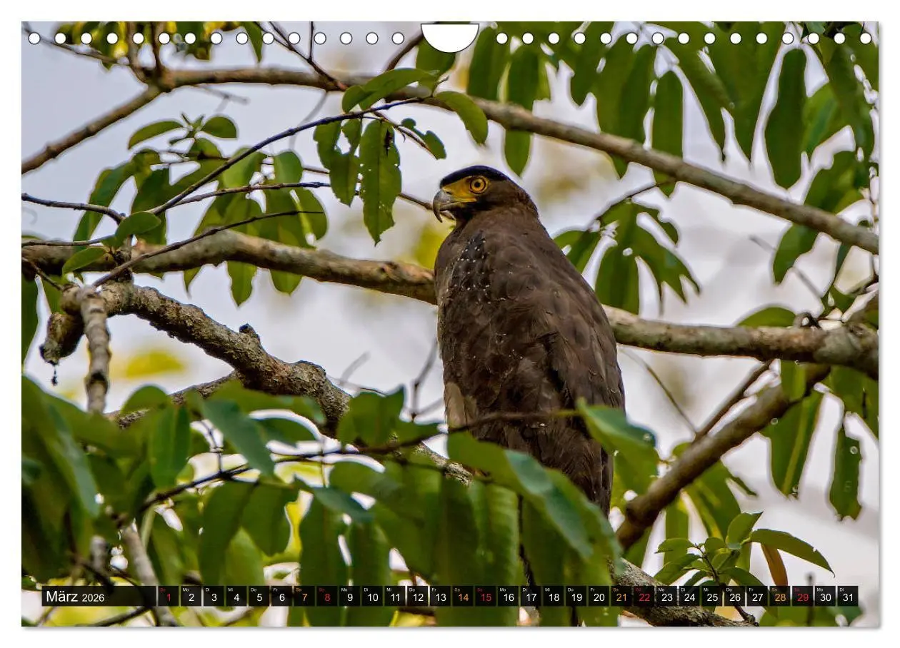 Bild: 9783457682029 | THAILANDS RAUBVÖGEL Exotische Greifvögel und Eulen (Wandkalender...
