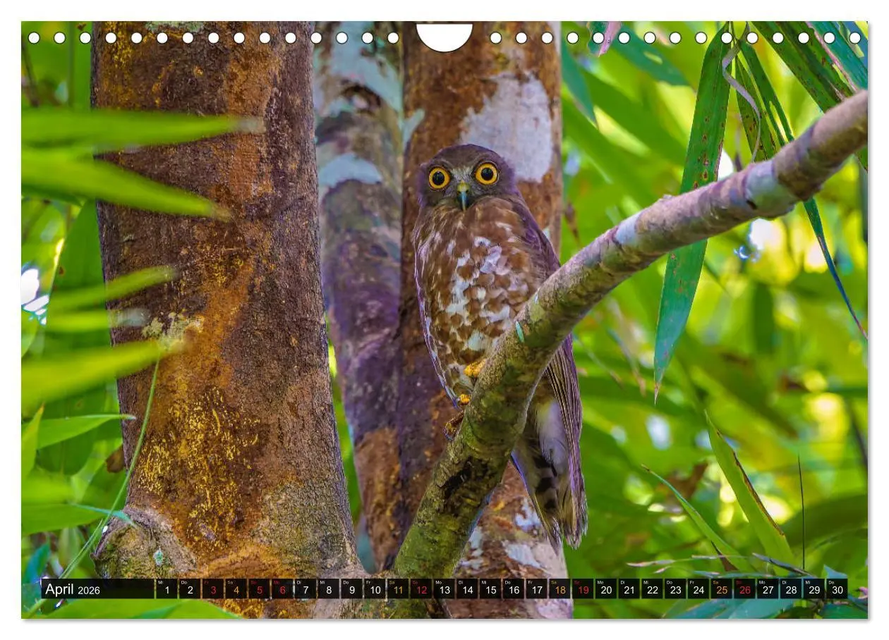 Bild: 9783457682029 | THAILANDS RAUBVÖGEL Exotische Greifvögel und Eulen (Wandkalender...