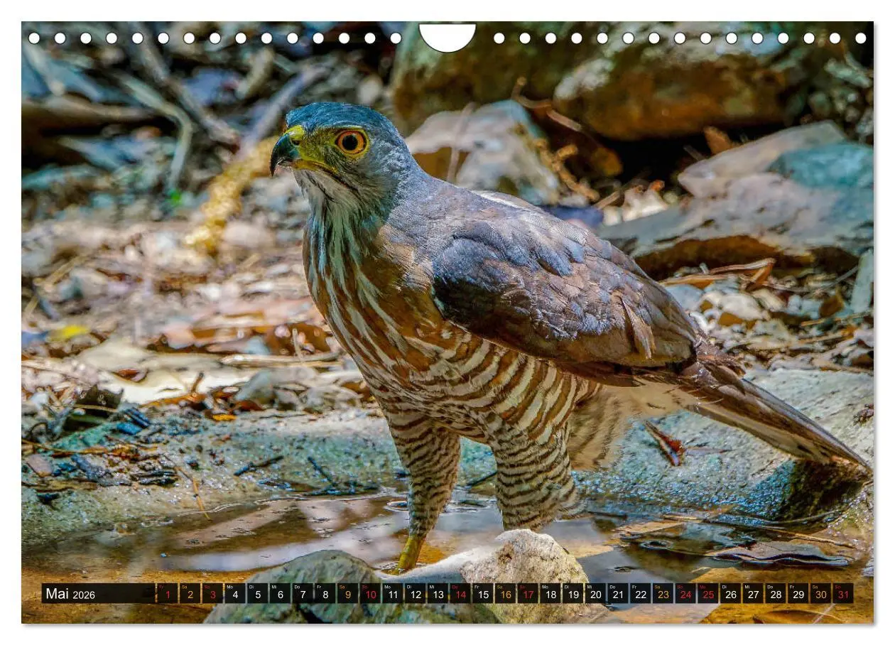 Bild: 9783457682029 | THAILANDS RAUBVÖGEL Exotische Greifvögel und Eulen (Wandkalender...