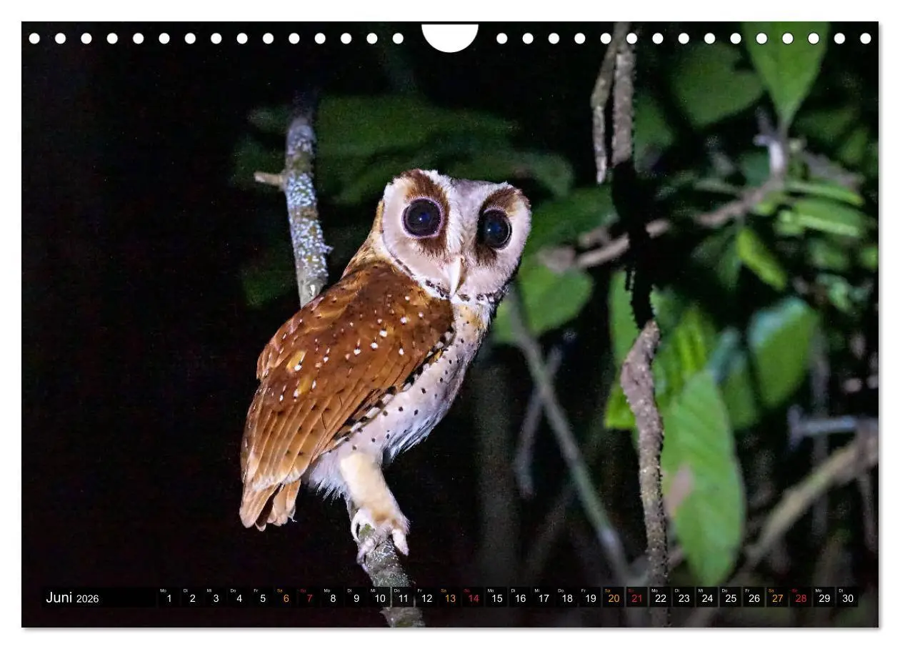 Bild: 9783457682029 | THAILANDS RAUBVÖGEL Exotische Greifvögel und Eulen (Wandkalender...