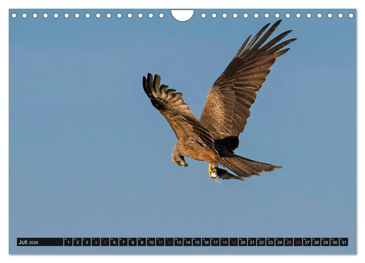Bild: 9783457682029 | THAILANDS RAUBVÖGEL Exotische Greifvögel und Eulen (Wandkalender...