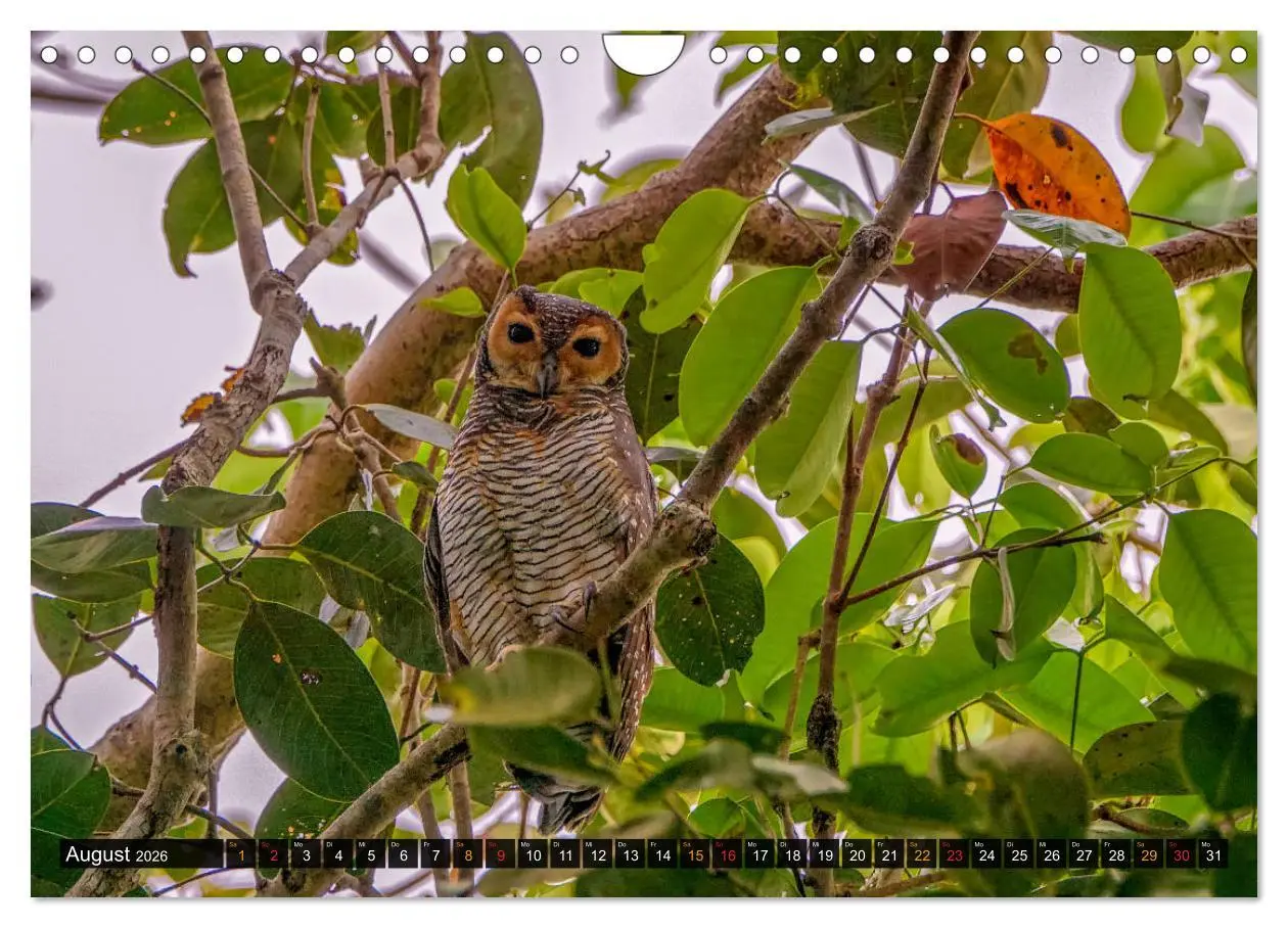 Bild: 9783457682029 | THAILANDS RAUBVÖGEL Exotische Greifvögel und Eulen (Wandkalender...