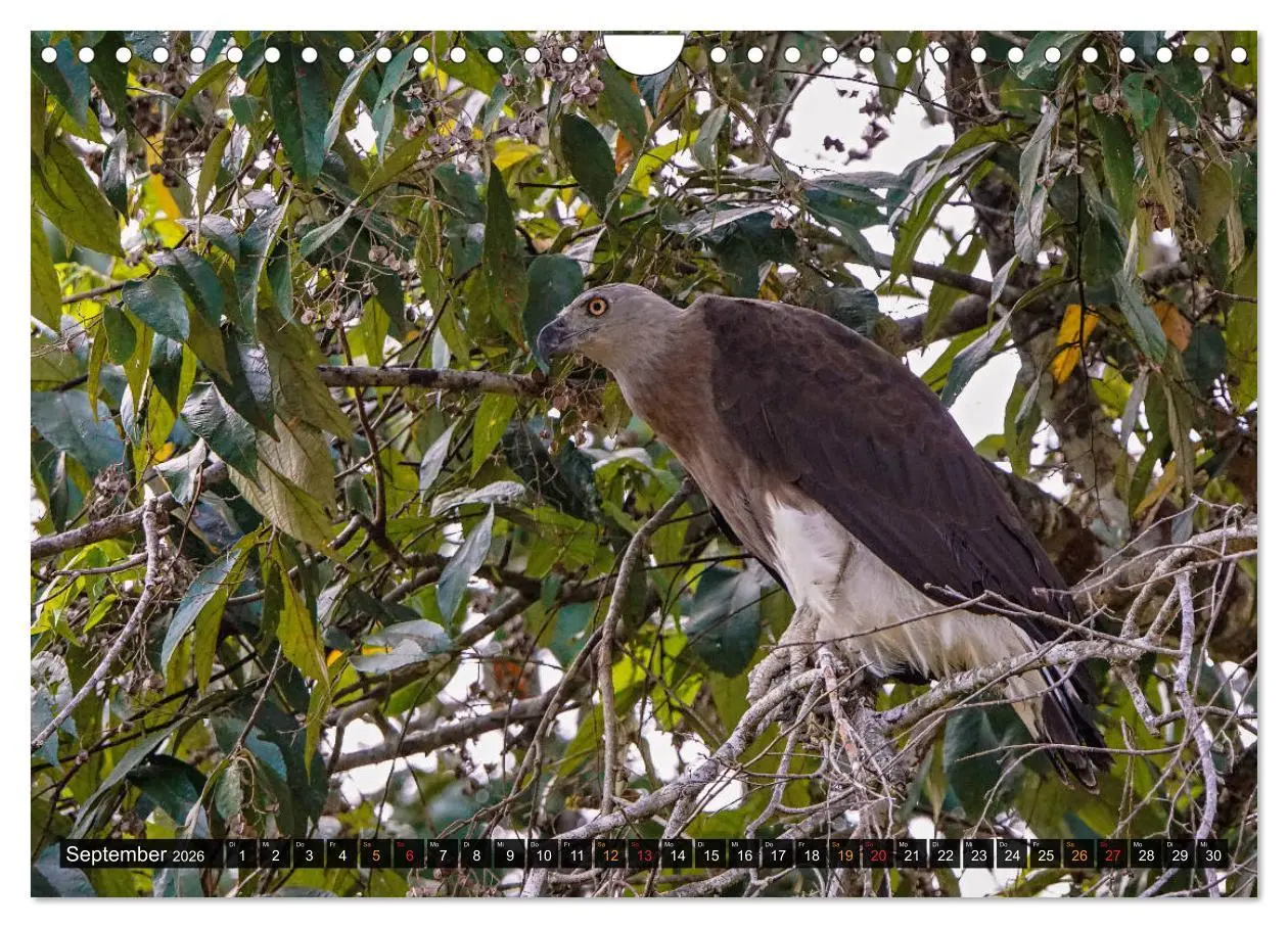 Bild: 9783457682029 | THAILANDS RAUBVÖGEL Exotische Greifvögel und Eulen (Wandkalender...