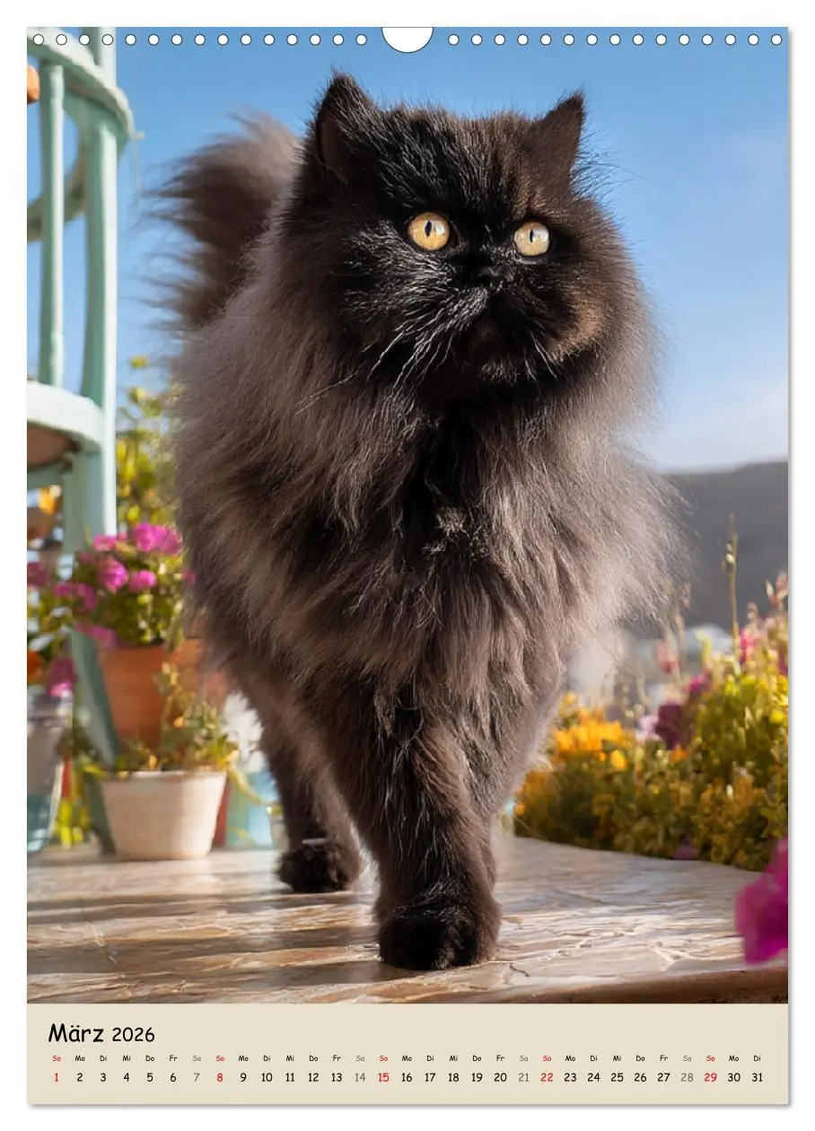 Bild: 9783457992029 | Perserkatzen. Zauberhafte Langhaar-Divas in Szene gesetzt...