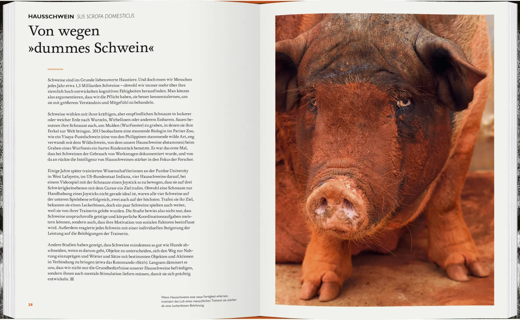 Bild: 9783836922029 | Was Tiere denken | Intelligenz und Emotion in der Wildnis | Taylor