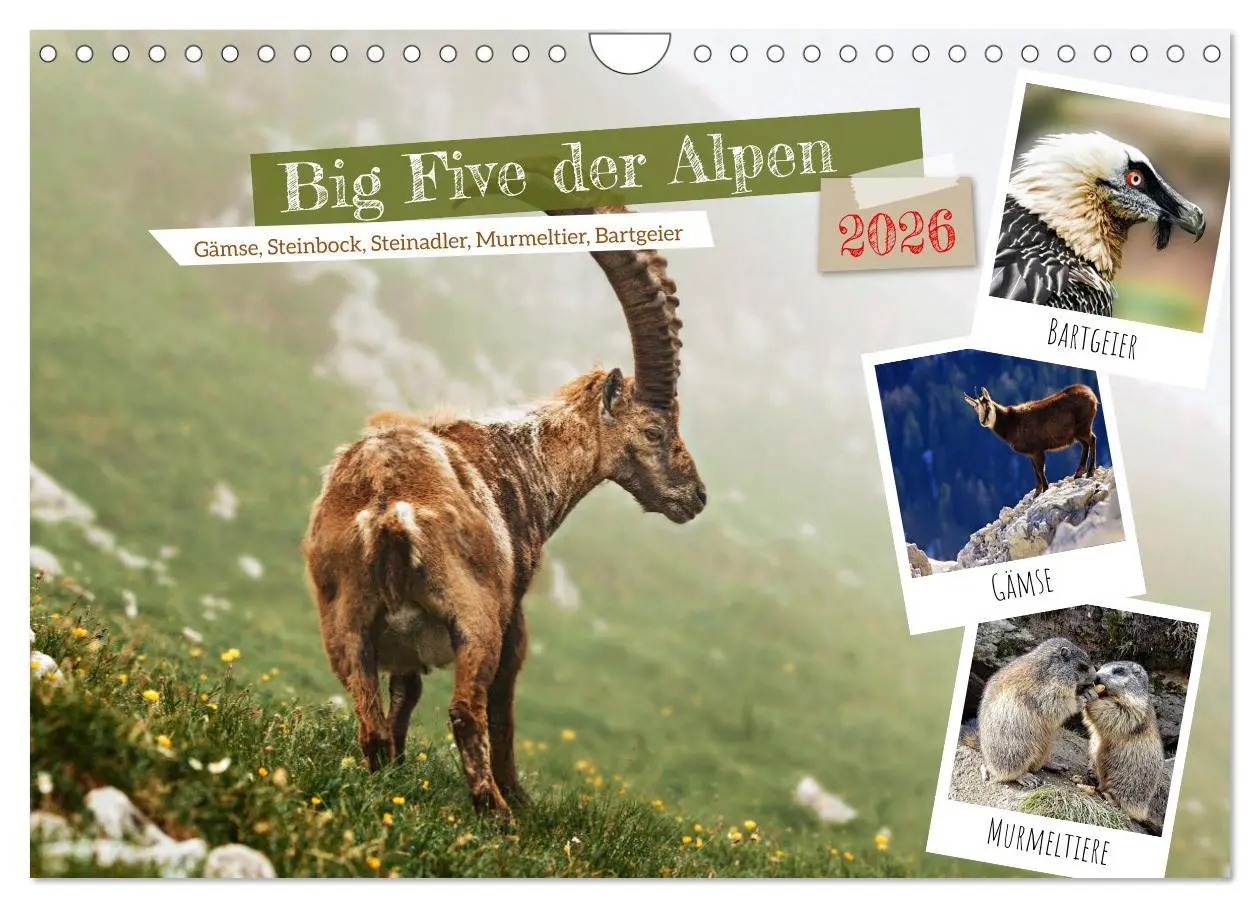 Cover: 9783457362129 | Big Five der Alpen Gämse, Steinbock, Murmeltier, Steinadler,...