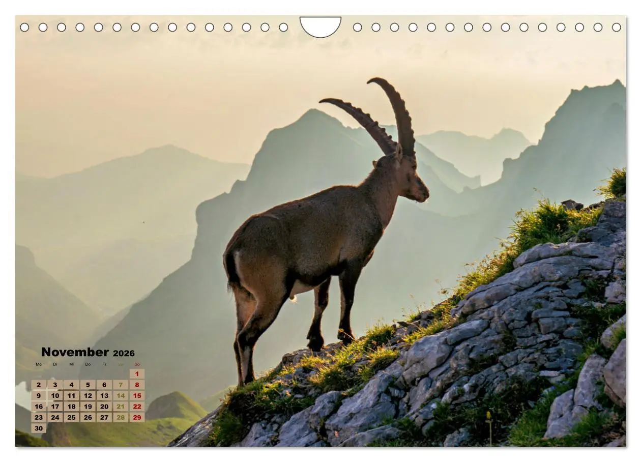Bild: 9783457362129 | Big Five der Alpen Gämse, Steinbock, Murmeltier, Steinadler,...