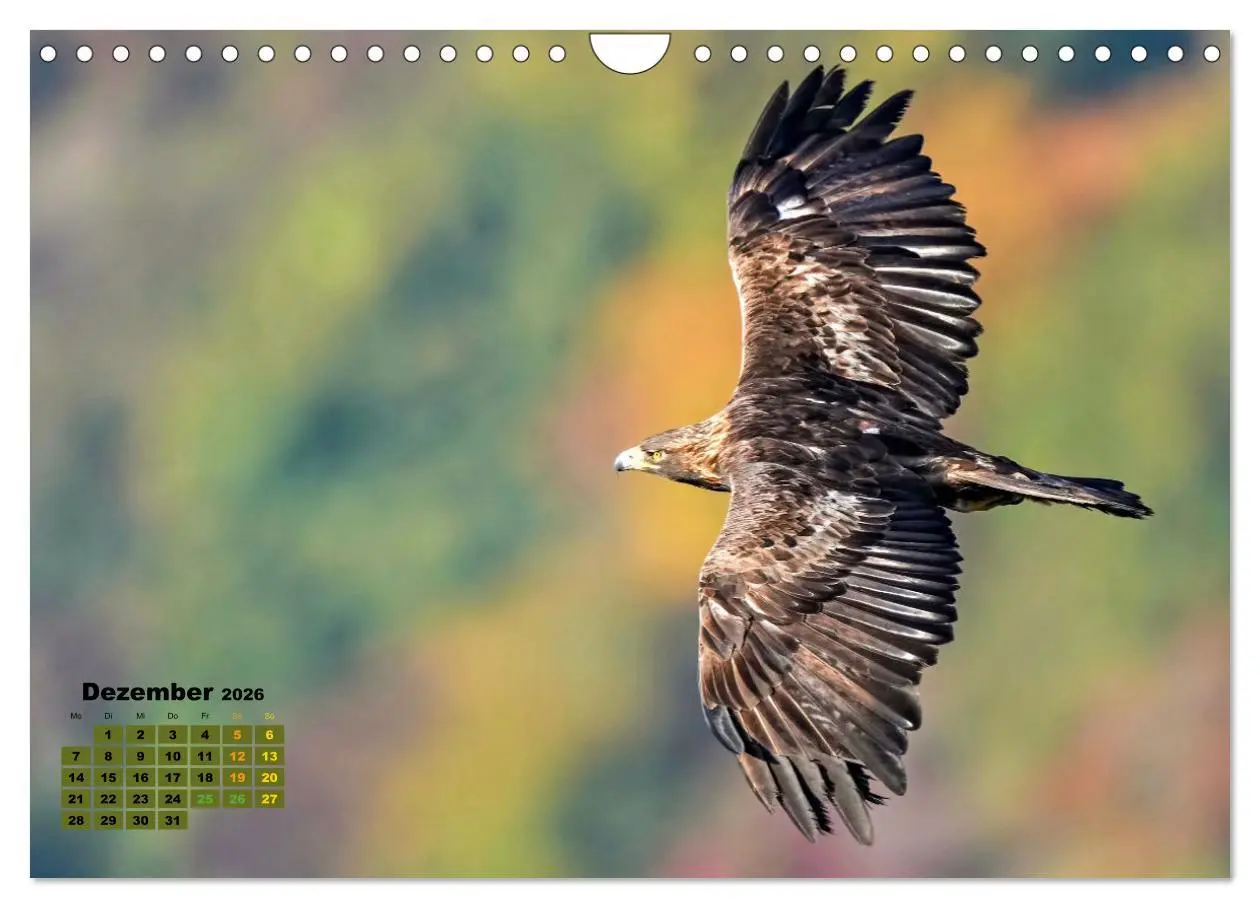Bild: 9783457362129 | Big Five der Alpen Gämse, Steinbock, Murmeltier, Steinadler,...