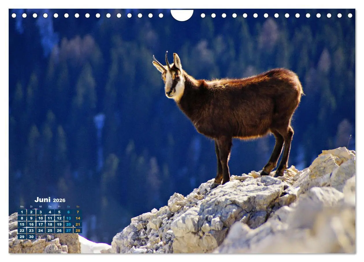 Bild: 9783457362129 | Big Five der Alpen Gämse, Steinbock, Murmeltier, Steinadler,...