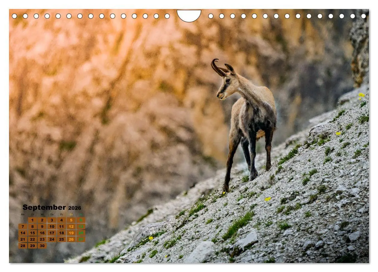 Bild: 9783457362129 | Big Five der Alpen Gämse, Steinbock, Murmeltier, Steinadler,...