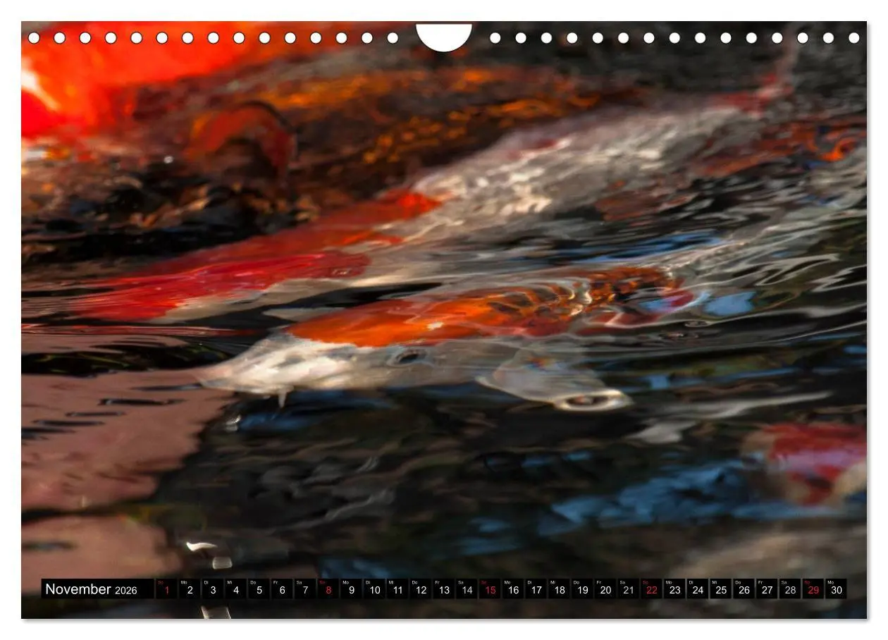 Bild: 9783516142129 | Nishikigoi oder Koi Karpfen (Wandkalender 2026 DIN A4 quer),...