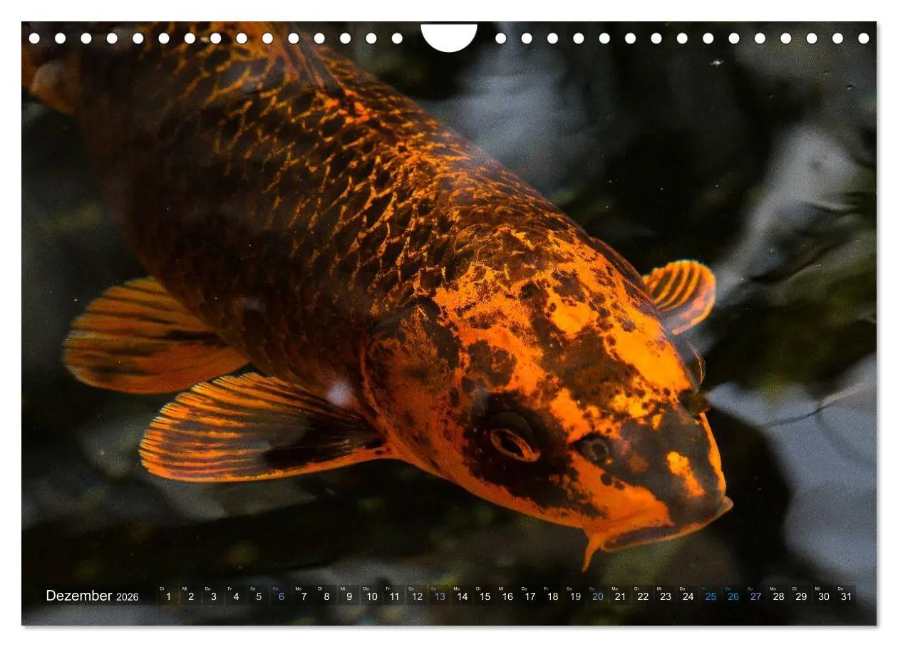 Bild: 9783516142129 | Nishikigoi oder Koi Karpfen (Wandkalender 2026 DIN A4 quer),...