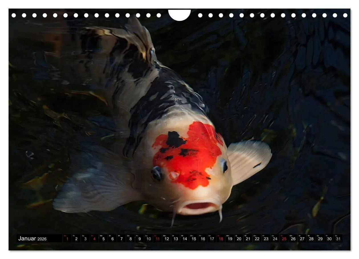 Bild: 9783516142129 | Nishikigoi oder Koi Karpfen (Wandkalender 2026 DIN A4 quer),...