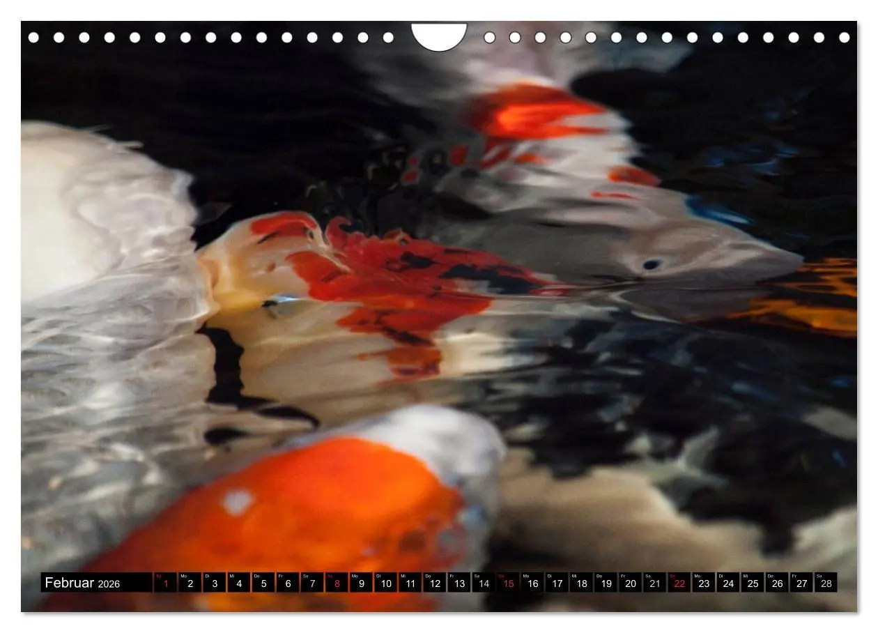 Bild: 9783516142129 | Nishikigoi oder Koi Karpfen (Wandkalender 2026 DIN A4 quer),...