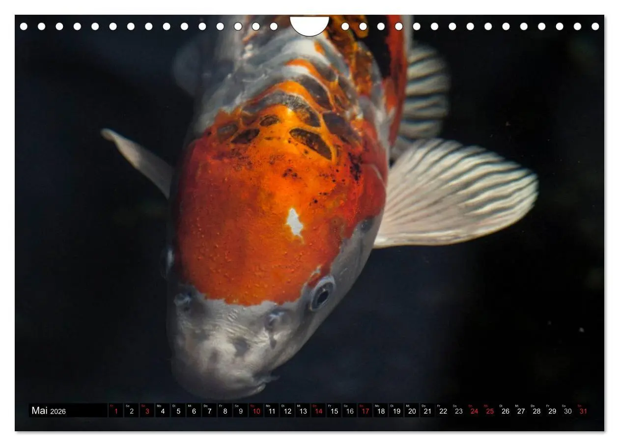Bild: 9783516142129 | Nishikigoi oder Koi Karpfen (Wandkalender 2026 DIN A4 quer),...